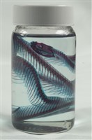 藏品(赤尾青竹絲（透明骨骼標本）)的圖片